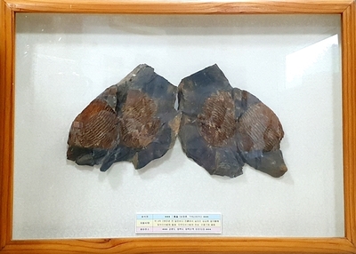 귀한 삼엽충 화석 (강원도 産)        토-4