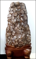 대형 청송꽃돌 (기사국화석/ 72cm)        저-48
