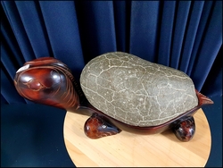 대형 울산 구갑석 (30cm)   저-27