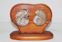 귀한 암모나이트 화석  39-93