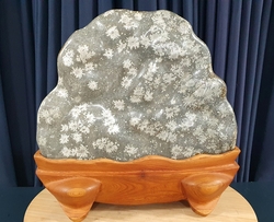 청송 꽃돌  (설국화석)     
