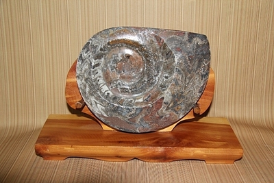 모로코 産   암모나이트 화석   27-29   