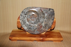 모로코 産   암모나이트 화석   27-29   